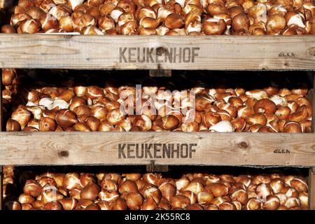 2022-10-06 11:12:04:19 LISSE - nel Keukenhof, il personale del giardino ha iniziato a piantare un totale di 7 milioni di bulbi di fiori. Il famoso parco fiorito è stato chiuso per tutta la stagione a causa delle misure corona. ANP OLAF KRAAK paesi bassi OUT - belgio OUT Foto Stock