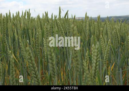 Cime di giovani steli di grano verde. Cime di steli di cereali. Concetto di presenza in un campo di grano (Devon, Regno Unito) Foto Stock