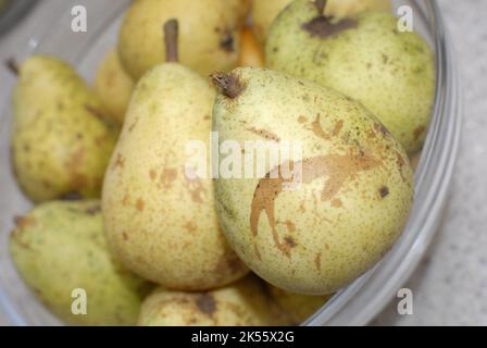 Pere cresciute naturalmente senza l'uso di pesticidi. Foto Stock