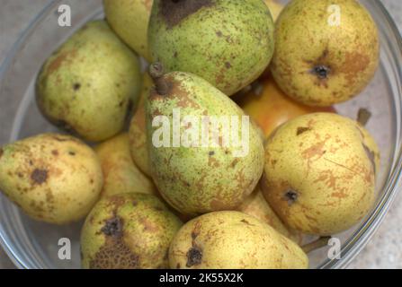 Pere cresciute naturalmente senza l'uso di pesticidi. Foto Stock