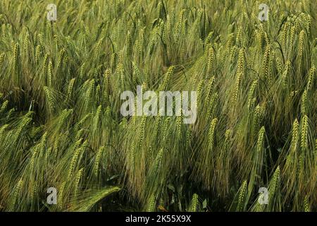 Campo di grano verde a metà estate. Primo piano delle cime dei gambi. Grano, cereale o struttura di grano o sfondo. Bella, sana pic agricola Foto Stock