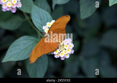 La farfalla di Julia, a volte chiamata Julia helionian, la fiamma, o flambeau, nome latino Dryas iulia è una specie di bu spazzolato-footed (o nymphalid) Foto Stock