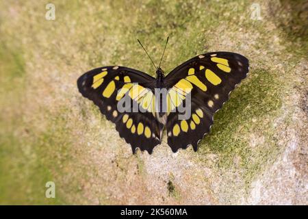 Farfalla malachite gialla e nera la Siproeta stelenes è una farfalla neotropica a spazzola (famiglia Nymphalidae) Foto Stock