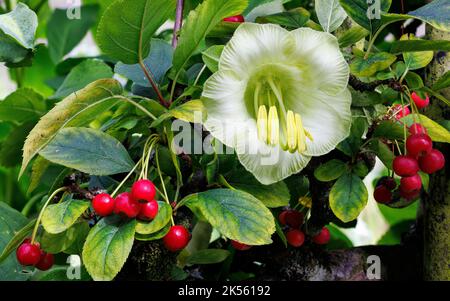 Cobaea scandens alba con Malus sargentii a Aberglasney Gardens Foto Stock