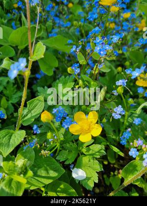 Un colpo verticale di bel blu dimenticare-me-not e fiori gialli fiorire nel giardino Foto Stock