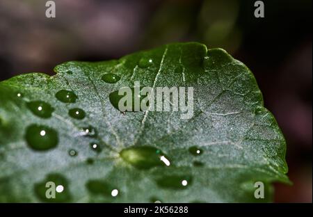 Gocce d'acqua sulla piccola foglia verde di Gotu kola Foto Stock