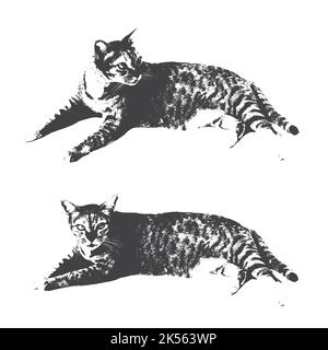 Immagine vettoriale del gatto su sfondo bianco. Vettore. Illustrazione vettoriale a strati facilmente modificabile. PET. Illustrazione Vettoriale