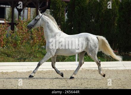 Bella andalusa dressage cavallo corre in fattoria estiva Foto Stock