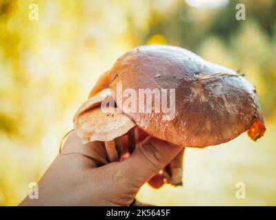 Bouquet di funghi commestibili in mani umane. Oliatore e funghi miele raccolti nella foresta. Bella stagione autunnale. Foto Stock
