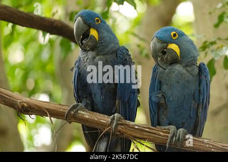 Un primo piano di due macaws Hyacinth seduti su un ramo d'albero Foto Stock