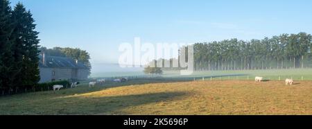 mucche nella campagna di prima mattina tra sankt vith e vielsalm nelle ardenne belghe Foto Stock
