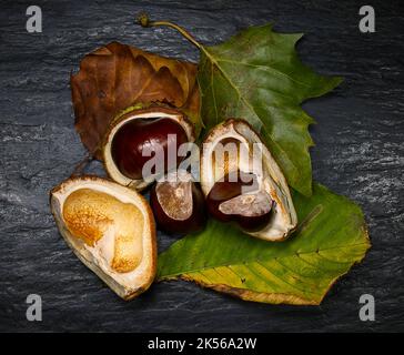 Ippocastani Foto Stock