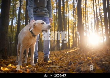 Uomo con cane durante la passeggiata autunnale nella foresta. Il proprietario dell'animale domestico che ha stroato il suo retriever fedele del labrador. Foto Stock