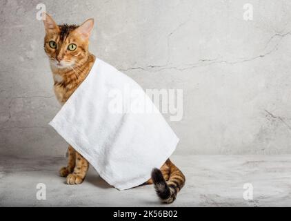 Gatto bengala in un asciugamano dopo il bagno. Spazio di copia. Foto Stock