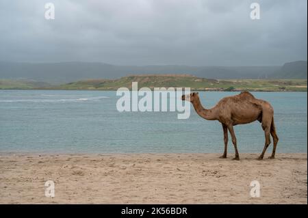 Cammello sulla spiaggia di Khor Rori vicino a Salalah, Oman Foto Stock