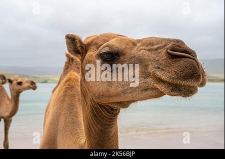Cammello sulla spiaggia di Khor Rori vicino a Salalah, Oman Foto Stock
