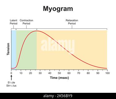 Progettazione scientifica di Myogram. Contrazione muscolare singola. Simboli colorati. Illustrazione vettoriale. Illustrazione Vettoriale