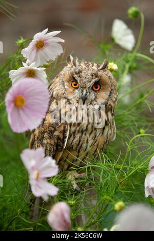 Ritratto di un gufo dalle orecchie lunghe, adulto. Nome scientifico: ASIO otus. Primo piano di un lungo gufo alle orecchie appollaiato su un palo con fiori colorati e fronte f Foto Stock