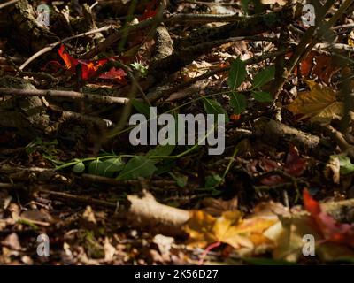 Un pavimento di foresta in autunno, rosso, verde e oro foglie tra ramoscelli e terreno e raccolto da forte, inclinato luce del sole. Foto Stock