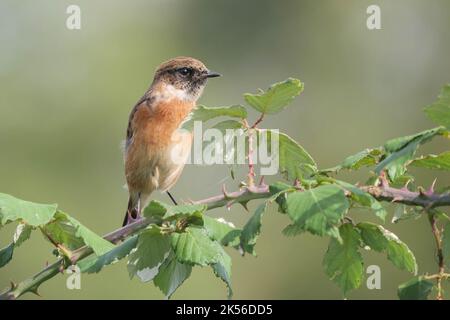 Stonechat sassicola torquata su Bramble Foto Stock