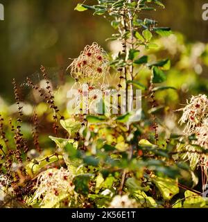 Teste di semi e veli di ragno nel luminoso e caldo bagliore di forte luce solare autunnale, che splende attraverso foglie e grovigli. Foto Stock