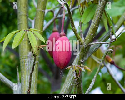 Frutti rossi di Kapok (Ceiba pentandra). Amazonas, Brasile. Foto Stock