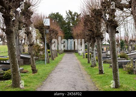 Damme, Regione fiamminga - Belgio - 04 03 2021 - fila di alberi e sentiero nel cimitero Foto Stock