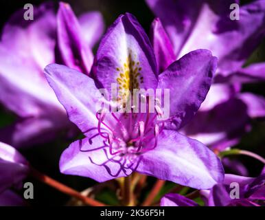 Marco di un rododendro fiore viola fioritura, Belgio Foto Stock