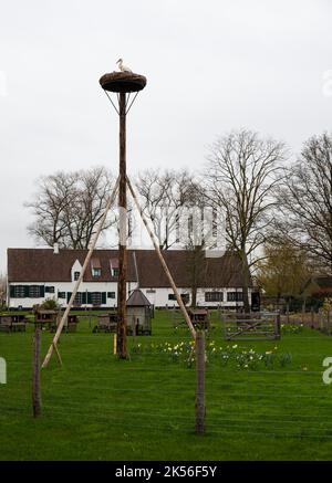 Damme, Regione Fiamminga - Belgio - 04 03 2021 Nido di cicogna contro un paesaggio pittoresco villaggio Foto Stock