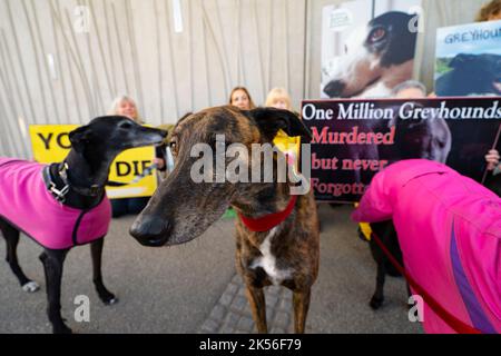 Edimburgo, Scozia, Regno Unito. 6th ottobre 2022. Dimostrazione del gruppo Scozia contro lo sfruttamento degli Greyhound (SALVIA) tenutasi oggi al Parlamento scozzese a Holyrood a Edimburgo, la campagna del gruppo per il divieto di corse di levrieri in Scozia per proteggere la salute e il benessere dei levrieri. Iain Masterton/Alamy Live News Foto Stock