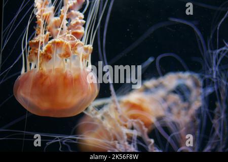 Meduse nell'acquario al buio Foto Stock