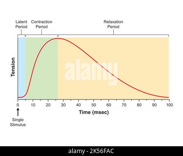 Progettazione scientifica di Myogram. Contrazione muscolare singola. Simboli colorati. Illustrazione vettoriale. Illustrazione Vettoriale