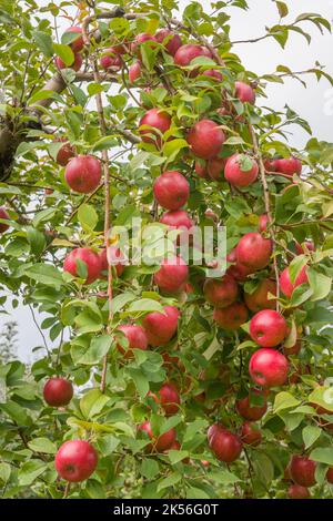 Frutteto di mele autunnale nel Minnesota rurale Foto Stock