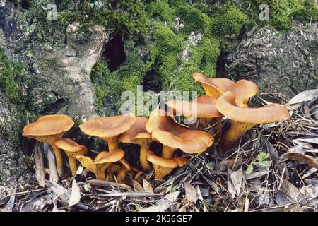 I funghi della lanterna di Jack o coltivati alla base di un vecchio ulivo, Omphalotus olearius, Marasmiaceae Foto Stock