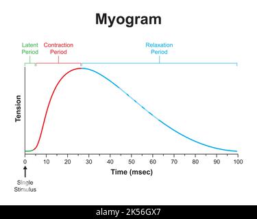 Progettazione scientifica di Myogram. Contrazione muscolare singola. Simboli colorati. Illustrazione vettoriale. Illustrazione Vettoriale