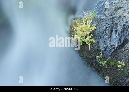 Primo piano di un ruscello di montagna che scorre su roccia scura con erba verde, fotografato vicino a Tristaina in Andorra. Foto Stock
