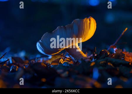 Sgabello da toadstool selvaggio dai colori da discoteca in un'atmosfera magica sul pavimento della foresta Foto Stock