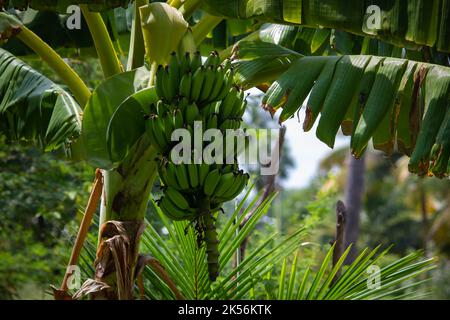 Vista della crescita della banana in grappoli lungo un unico fusto. Foto Stock