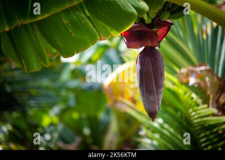 Vista del fiore di banana. Inflorescenza delle banane, parzialmente aperta. Foto Stock