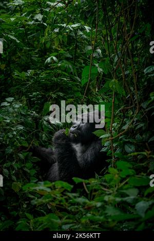 Silverback montagna gorilla alimentazione in habitat naturale Foto Stock