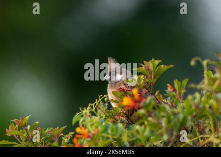 Ritratto di un mousebird puntinato Foto Stock