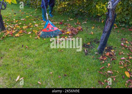 Vista delle gambe dell'uomo in stivali di gomma che puliscono l'erba dalle foglie cadute con rastrello il giorno di sole di autunno. Svezia. Foto Stock