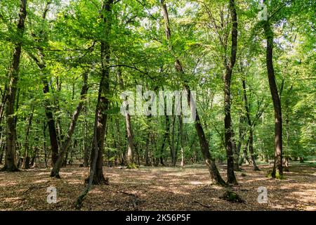 Immagine della foresta di Hoia Baciu, una delle foreste più infestate del mondo in Cluj-Napoca, Transilvania, Romania Foto Stock