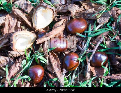 Autunno foglia caduta e bruno lucido conkers e conchiglie o Foto Stock