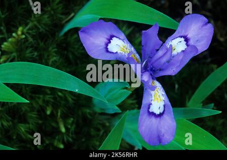 L'iride nana crestata (Iris cristata) fiorisce all'inizio della primavera al Parco Nazionale delle Smoky Mountains Foto Stock