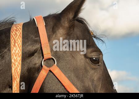 Primo piano della testa di un cavallo da baia con una briglia. Foto Stock