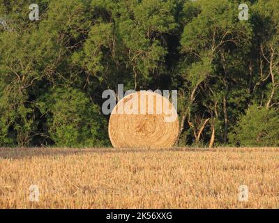 Balla rotonda di fieno nel campo in autunno sole Foto Stock