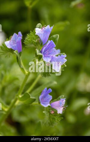 Graziosi fiori blu e rosa di Viper's Bugloss Echium vulgare con uno sfondo verde sfocato Foto Stock