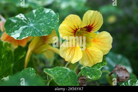 Pianta giallo chiaro tropaeolum majus. Pianta di nasturzio con grandi fiori di colore giallo-crema. Varietà accattivante con foglie bianco-verdi marmorizzate Foto Stock