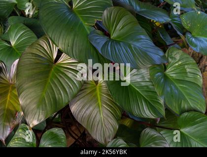 Bel verde bronzo tropicale aroide lussureggiante fogliame in giardino Foto Stock